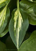 Hosta DIXIE CHICKADEE 20ct Flat