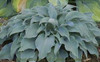 Hosta FLEMISH SKY 20ct Flat