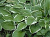Hosta GREEN GOLD 25 BR Plants