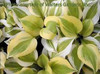 Hosta HEAVENLY TIARA 20ct Flat