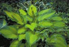 Hosta JOURNEYS END PP#16,895 20ct Flat