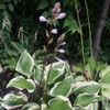 Hosta RED HOT POKER (20)ct Flat