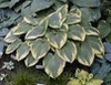 Hosta ROBERT FROST 20ct Flat