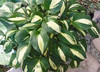 Hosta ROOTIN TOOTIN 20ct Flat
