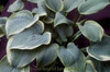 Hosta SECRET LOVE 20ct Flat