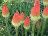 Kniphofia uvaria Early Hybrids 25 BR Plants