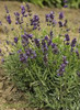 Lavandula angustifolia Blue River 25 BR Plants