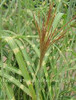 Miscanthus sinensis Mega Dot PPAF 20ct Flat