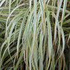 Miscanthus s. 'Dixieland' (30)ct Flat