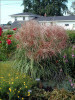 Miscanthus sinensis Huron Sunrise 30ct Flat