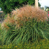 Miscanthus s. 'Huron Sunrise' (30)ct Flat