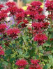 Monarda Colrain Red 20ct Flat