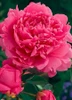 Paeonia Mons Jules Elie 10 plants