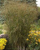 Panicum virgatum Badlands PPAF 20ct Flat