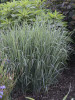 Panicum virgatum Dust Devil PPAF 20ct Flat