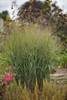 Panicum virgatum Dust Devil PPAF 20ct Flat