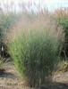 Panicum virgatum Dust Devil PPAF 20ct Flat