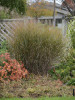Panicum virgatum Dust Devil PPAF 20ct Flat