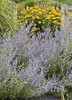 Perovskia atriplicifolia 20ct Flat