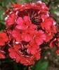 Phlox paniculata Starfire 25 BR Plants