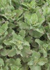 Sedum Crazy Ruffles PP17941 25 BR Plants