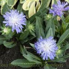 Stokesia laevis Elf PPAF 30ct Flat