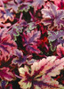 Tiarella Crow Feather PP12335 30ct Flat