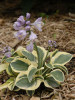 Hosta MIGHTY MOUSE 20ct Flat