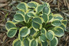 Hosta MIGHTY MOUSE 20ct Flat