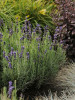 Lavandula a Hidcote 20ct Flat