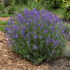 Lavandula a. 'Hidcote' (20)ct Flat