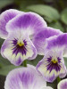 Viola Painted Porcelain 30CT Flat