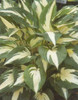 Hosta Night before Christmas 25 BR Plants