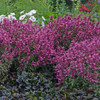 Agastache 'Rosie Posie' PP25857 (30)ct Flat