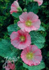 Alcea r Radiant Rose 30ct Flat