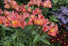 Alstroemeria INCA JOLI TM Koncajoli PP22267 20ct Flat