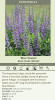 Baptisia Blue Towers PPAF 25 BR Plants