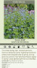 Brunnera m Green Gold 20ct Flat