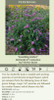 Buddleia Jousting Jester PPAF20ct Flat