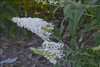 Buddleia Princess Bride PPAF20ct Flat