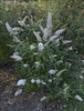 Buddleia Princess Bride PPAF20ct Flat