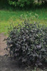 Clematis r SERIOUS BLACK TM 10 Plants