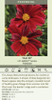 Coreopsis Red Elf