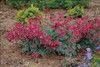 Dicentra Fire Island PP22488 20ct Flat