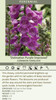 Digitalis p Dalmatian Purple Improved 30ct Flat