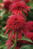 Echinacea DOUBLE SCOOP CRANBERRY Balscanery PP24769 30ct Flat