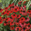 Echinacea SOMBRERO SALSA RED Balsomsed PP23113.00 30ct Flat