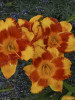 Hemerocallis Adorable Tiger 25 BR Plants