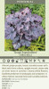 Heuchera Grape Expectations PPAF 20ct Flat