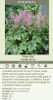 Heucherella Pink Fizz PPAF 20ct Flat